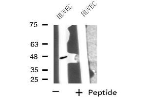 Western blot analysis of extracts from HUVEC cells, using PPP1R7 antibody. (PPP1R7 anticorps  (C-Term))