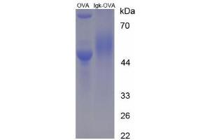 Image no. 3 for Immunoglobulin kappa (IgK) peptide (Ovalbumin) (ABIN5666231) (Immunoglobulin kappa (IgK) peptide (Ovalbumin))