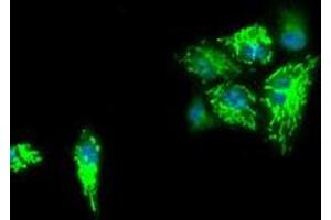 Anti-IDH3A mouse monoclonal antibody (ABIN2453164) immunofluorescent staining of COS7 cells transiently transfected by pCMV6-ENTRY IDH3A (RC200313).