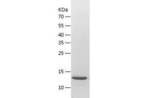 Western Blotting (WB) image for Basic Leucine Zipper Transcriptional Factor ATF-Like 3 (BATF3) (AA 1-127) protein (His-IF2DI Tag) (ABIN7121977)