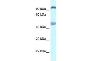 Western Blot showing Egln2 antibody used at a concentration of 1. (PHD1 anticorps  (C-Term))