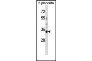 Western blot analysis of OR4K13 Antibody (N-term) in human placenta tissue lysates (35ug/lane). (OR4K13 anticorps  (N-Term))