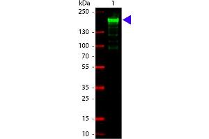 Fluorescene Western (FW) image for anti-alpha-2-Macroglobulin (A2M) antibody (ABIN103762) (alpha 2 Macroglobulin anticorps)
