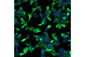 Immunofluorescence (IF) image for anti-GDNF Family Receptor alpha 4 (GFRA4) antibody (ABIN1450233)