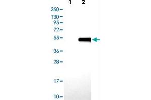 Western blot analysis of Lane 1: Negative control (vector only transfected HEK293T lysate) Lane 2: Over-expression lysate (Co-expressed with a C-terminal myc-DDK tag (~3. (Biglycan anticorps)