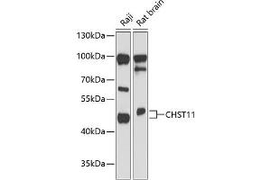 Western blot analysis of extracts of various cell lines, using CHST11 antibody (ABIN6131575, ABIN6138607, ABIN6138608 and ABIN6217837) at 1:3000 dilution. (CHST11 anticorps  (AA 38-352))