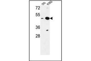 Western blot analysis of NUPL2 Antibody (N-term) in 293, K562 cell line lysates (35ug/lane). (NUPL2 anticorps  (N-Term))