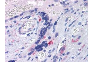 Human Placenta: Formalin-Fixed, Paraffin-Embedded (FFPE)