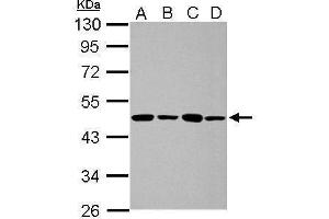WB Image Sample (30 ug of whole cell lysate) A: 293T B: A431 C: HeLa D: HepG2 10% SDS PAGE antibody diluted at 1:1000 (PPME1 anticorps)