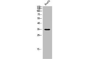 Western Blot analysis of HEPG2 cells using Olfactory receptor 5M3 Polyclonal Antibody