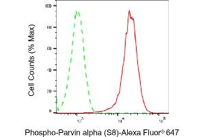 Flow cytometric analysis of Phospho-Parvin alpha (S8) expression in H9c2 cells using Phospho-Parvin alpha (S8) antibody (ABIN7799739), 1:2,000). (Recombinant Parvin alpha anticorps  (pSer8))