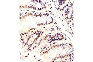 Immunohistochemical analysis of paraffin-embedded M.