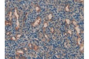 Detection of APOH in Mouse Kidney Tissue using Polyclonal Antibody to Apolipoprotein H (APOH)