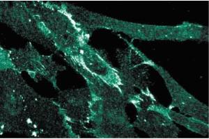 Immunofluorescence staining of human fibroblasts. (HNRNPU anticorps  (AA 326-632))