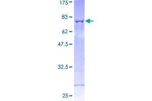 Image no. 1 for SH2 Domain Protein 2A (SH2D2A) (AA 1-389) protein (GST tag) (ABIN1319867)