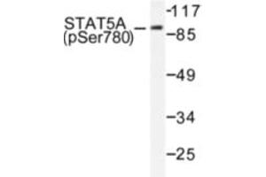 Image no. 1 for anti-Signal Transducer and Activator of Transcription 5A (STAT5A) (pSer780) antibody (ABIN318130) (STAT5A anticorps  (pSer780))