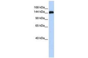 Image no. 1 for anti-Gse1 coiled-coil protein (GSE1) (AA 72-121) antibody (ABIN6741282) (GSE1/KIAA0182 anticorps  (AA 72-121))