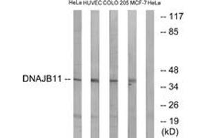 Western blot analysis of extracts from HeLa/HuvEc/COLO/MCF-7 cells, using DNAJB11 Antibody. (DNAJB11 anticorps  (AA 31-80))