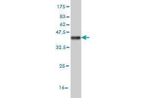 Western Blot detection against Immunogen (36. (DKK1 anticorps  (AA 81-180))