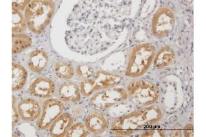 Immunoperoxidase of purified MaxPab antibody to PAH on formalin-fixed paraffin-embedded human kidney.
