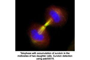Image no. 1 for anti-Baculoviral IAP Repeat-Containing 5 (BIRC5) (full length) antibody (ABIN363387)