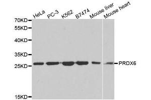 Western blot analysis of extracts of various cell lines, using PRDX6 antibody. (Peroxiredoxin 6 anticorps  (AA 1-224))
