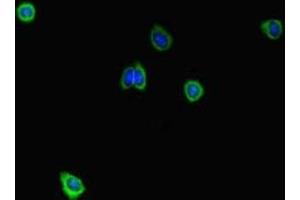 Immunofluorescent analysis of HepG2 cells using ABIN7168626 at dilution of 1:100 and Alexa Fluor 488-congugated AffiniPure Goat Anti-Rabbit IgG(H+L) (STIL anticorps  (AA 388-637))