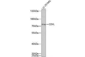 Western blot analysis of extracts of U-251MG cells using CDYL Polyclonal Antibody at dilution of 1:1000.