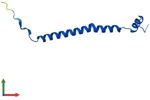 AlphaFold protein structure predicition of Mouse Recombinant Cox6c Protein, UniprotID Q9CPQ1