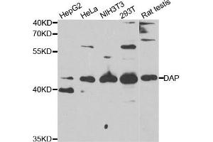 Western Blotting (WB) image for anti-Death-Associated Protein (DAP) antibody (ABIN1877136) (DAP anticorps)