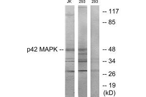Western Blotting (WB) image for anti-Mitogen-Activated Protein Kinase 1 (MAPK1) (Internal Region) antibody (ABIN1849288) (ERK2 anticorps  (Internal Region))