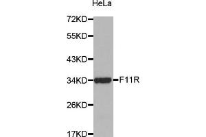 Western Blotting (WB) image for anti-F11 Receptor (F11R) (AA 30-238) antibody (ABIN6216028) (F11R anticorps  (AA 30-238))
