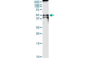 Immunoprecipitation of CKMT1B transfected lysate using rabbit polyclonal anti-CKMT1B and Protein A Magnetic Bead