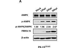 PRRSV infection upregulated AMPK phosphorylation levels.