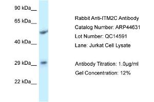 WB Suggested Anti-ITM2C Antibody   Titration: 1. (ITM2C anticorps  (Middle Region))