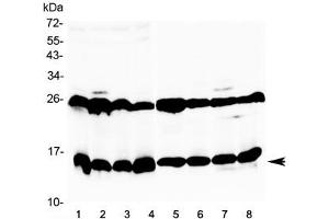 Western blot testing of 1) mouse thymus, 2) mouse kidney, 3) mouse testis, 4) mouse ovary, 5) rat heart, 6) rat skeletal muscle, 7) rat stomach and 8) rat testis tissue lysate with Galectin 1 antibody at 0. (LGALS1/Galectin 1 anticorps)