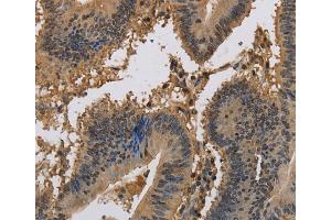 Immunohistochemistry (IHC) image for anti-Potassium Voltage-Gated Channel, Shaker-Related Subfamily, Member 7 (KCNA7) antibody (ABIN2433233) (KCNA7 anticorps)