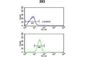 Flow cytometric analysis of 293 cells using GCLM / GLCLR Antibody (C-term) Cat. (GCLM anticorps  (C-Term))