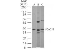 Image no. 1 for anti-Histone Deacetylase 11 (HDAC11) (AA 60-78) antibody (ABIN208469) (HDAC11 anticorps  (AA 60-78))