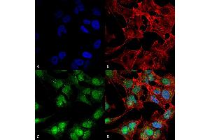 Immunocytochemistry/Immunofluorescence analysis using Rabbit Anti-Beclin 2 Polyclonal Antibody . (Beclin 2 anticorps  (AA 410-421) (Atto 594))