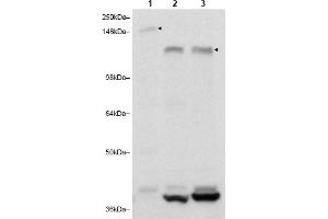 Image no. 1 for anti-RAB11 Family Interacting Protein 3 (Class II) (RAB11FIP3) (C-Term) antibody (ABIN401388)