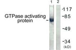 Western blot analysis of extracts from COS7 cells, using GTPase Activating Protein (Ab-387) Antibody. (RACGAP1 anticorps  (AA 353-402))
