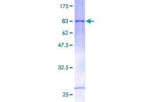 Image no. 1 for Tripartite Motif Containing 31 (TRIM31) (AA 1-425) protein (GST tag) (ABIN1323650)