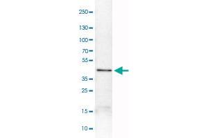 Western Blot analysis of U-251 cell lysate with ACAA1 monoclonal antibody, clone CL2650 .