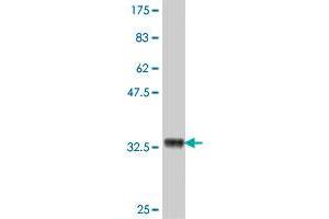 Western Blot detection against Immunogen (34.