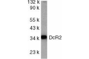 Image no. 1 for anti-Tumor Necrosis Factor Receptor Superfamily, Member 10d, Decoy with Truncated Death Domain (TNFRSF10D) (AA 249-263) antibody (ABIN201906) (DcR2 anticorps  (AA 249-263))