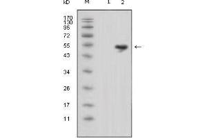 Western blot analysis using LCN1 mouse mAb against HEK293 (1) and LCN1-hIgGFc transfected HEK293 cell lysate (2). (Lipocalin 1 anticorps)