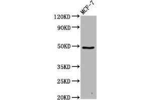 Western Blot Positive WB detected in: MCF-7 whole cell lysate All lanes: FAM71D antibody at 4. (FAM71D anticorps  (AA 220-398))