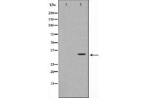 Western blot analysis on A549 cell lysate using OVOL1 Antibody. (OVOL1 anticorps  (N-Term))