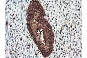 Image no. 6 for anti-Proteasome Subunit alpha 4 (PSMA4) antibody (ABIN1500459)